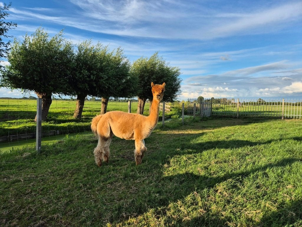Alpaca merrie, Augustus, Vrouwelijk