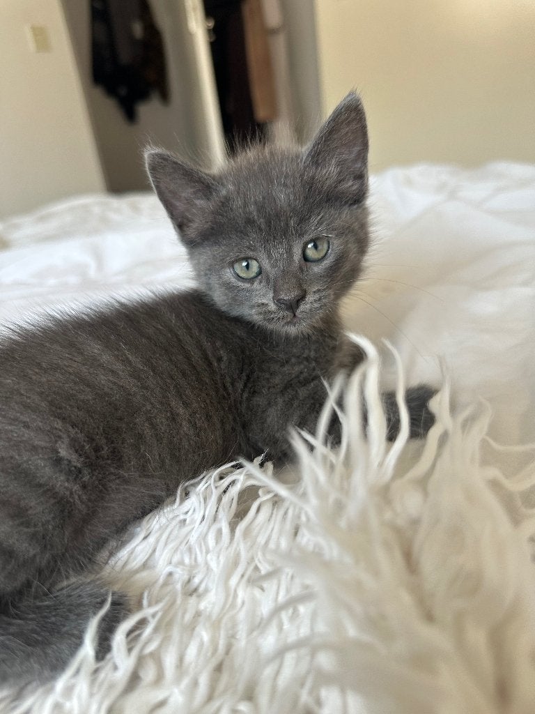 Prachtige Britse korthaar x Ragdoll kittens, Meerdere dieren, Ontwormd, 0 tot 2 jaar