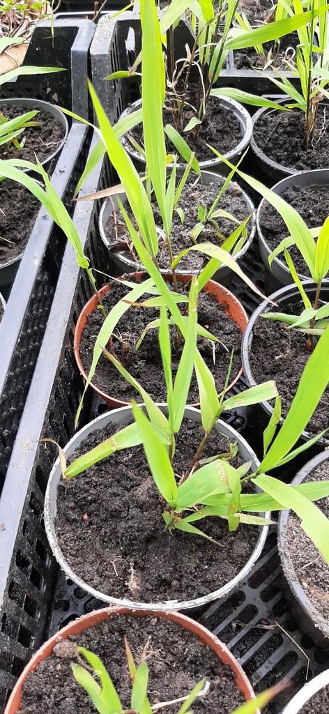 trilgras vaste plant, Birza Media, Tuin en Terras, Planten | Tuinplanten, Vaste plant, Halfschaduw, Zomer, Ophalen