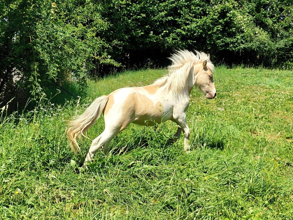 Champagne, palomino en vos bonte mini paardjes te koop., Dieren en Toebehoren, Meerdere dieren