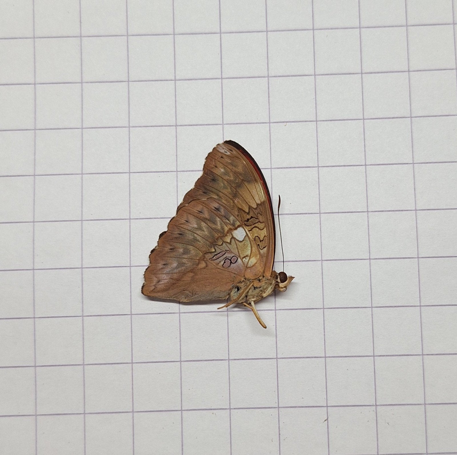 Cymothoe ssp. rood ongeprepareerde vlinders, Ophalen of Verzenden, Nieuw, Insect, Opgezet dier