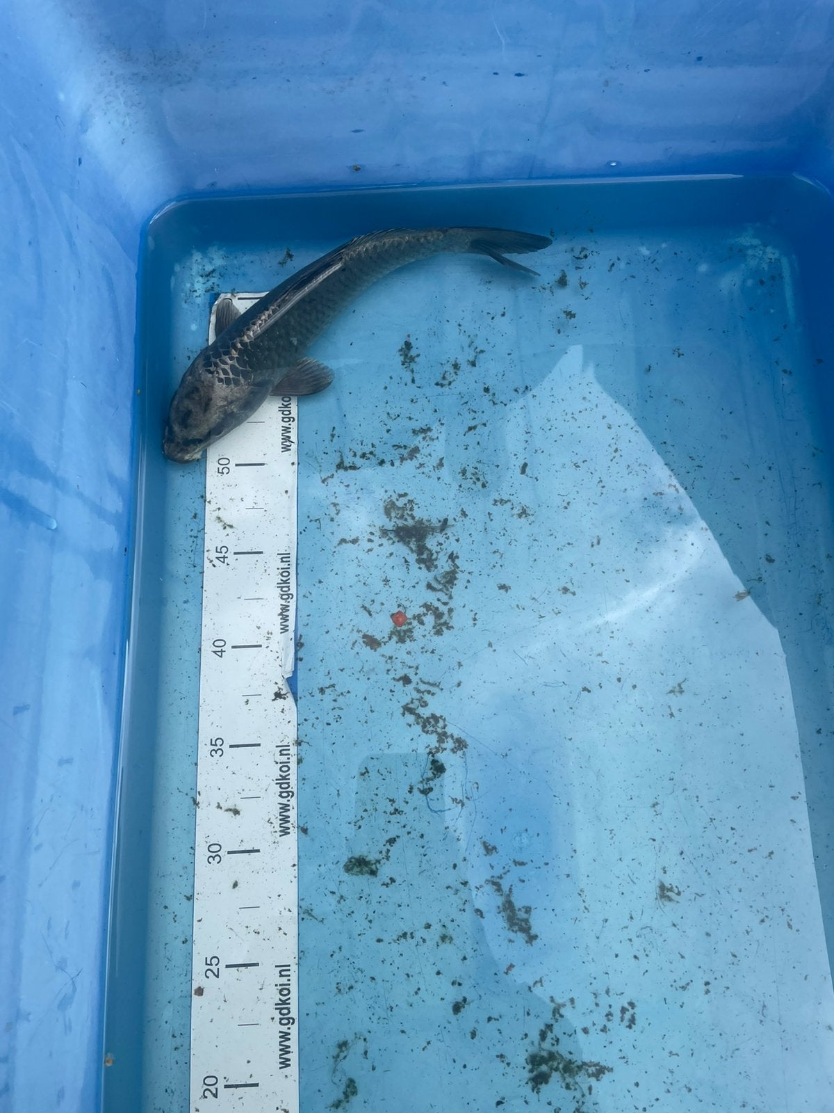 Koikarper ongeveer 25 cm, Karper of Koi