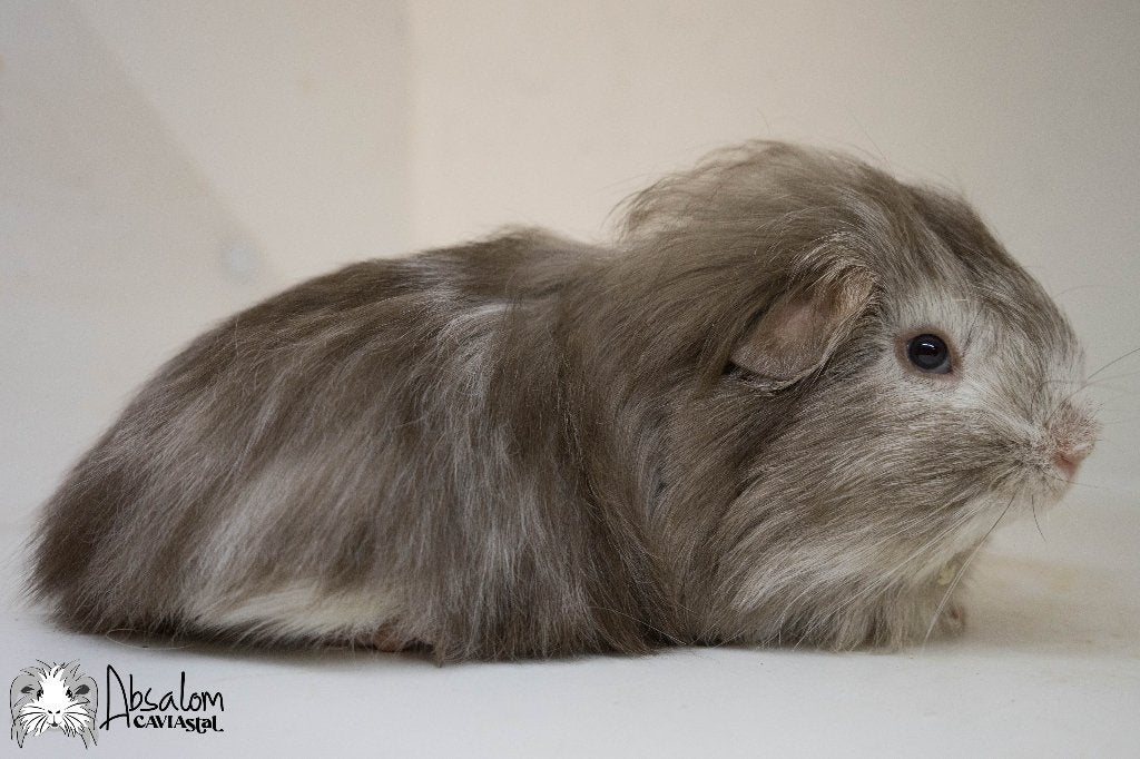 Choco zilvervos witte sheltie cavia, Dieren en Toebehoren, Cavia, Mannelijk, Mei, Tam