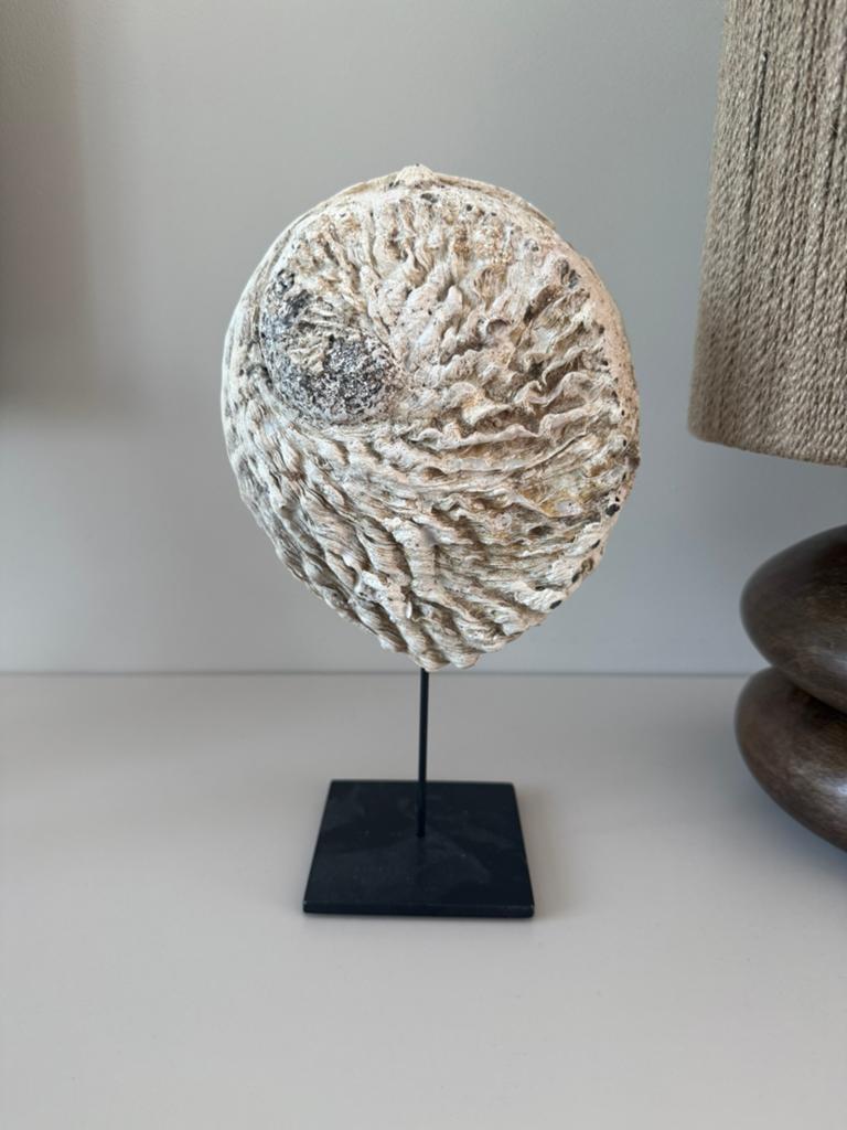 Abalone schelp op standaard, Ophalen, Zo goed als nieuw