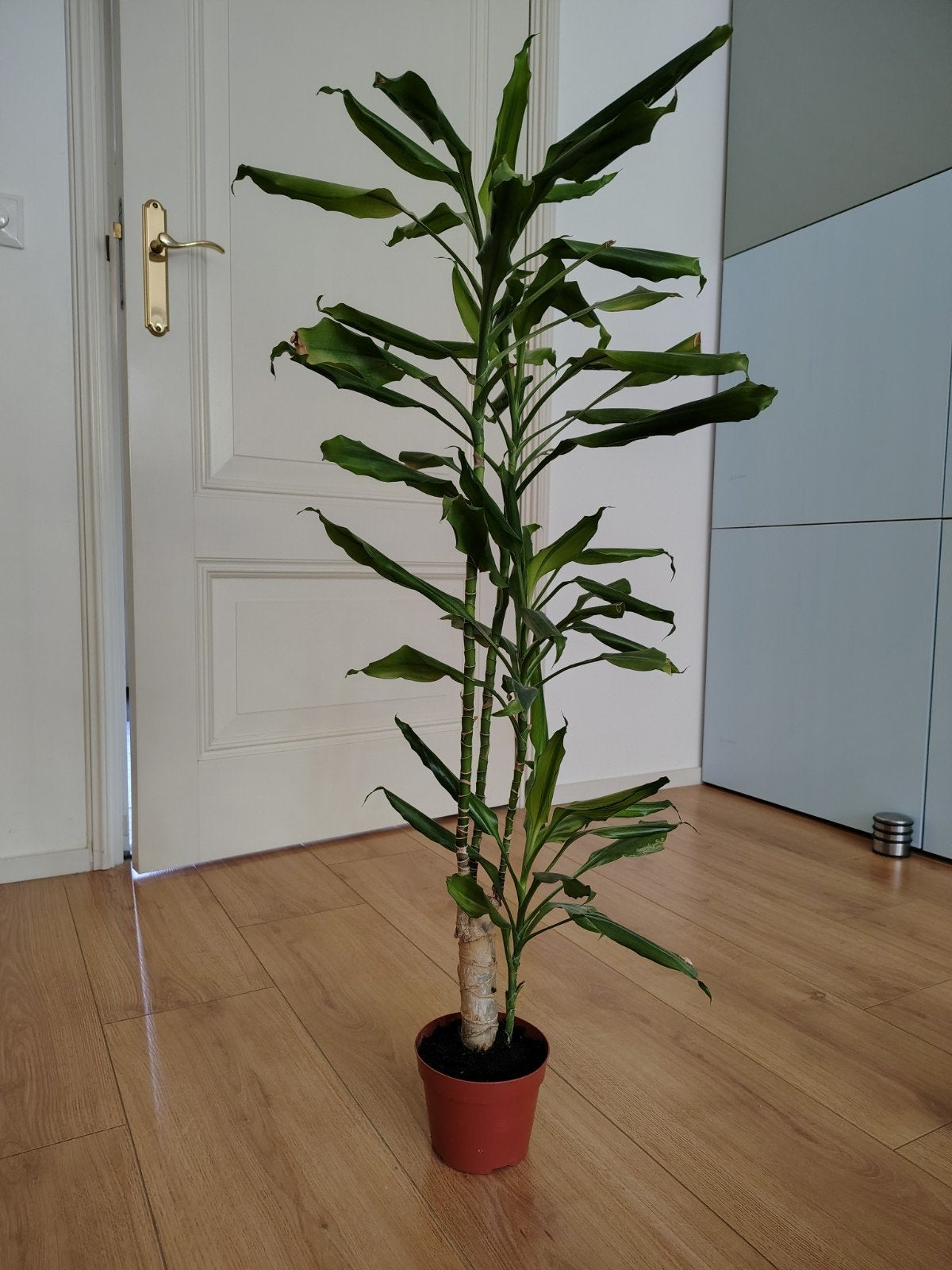 Kamerplant waarschijnlij drakenbloedboom 70 cm hoog, Ophalen, Minder dan 100 cm