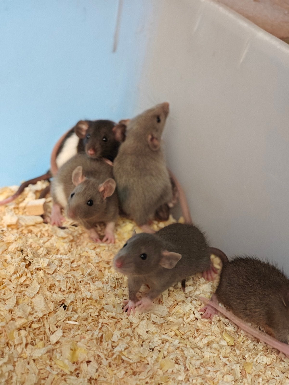 Tamme rittens man te koop ::, Dieren en Toebehoren, Knaagdieren, Mei, Mannelijk, Rat