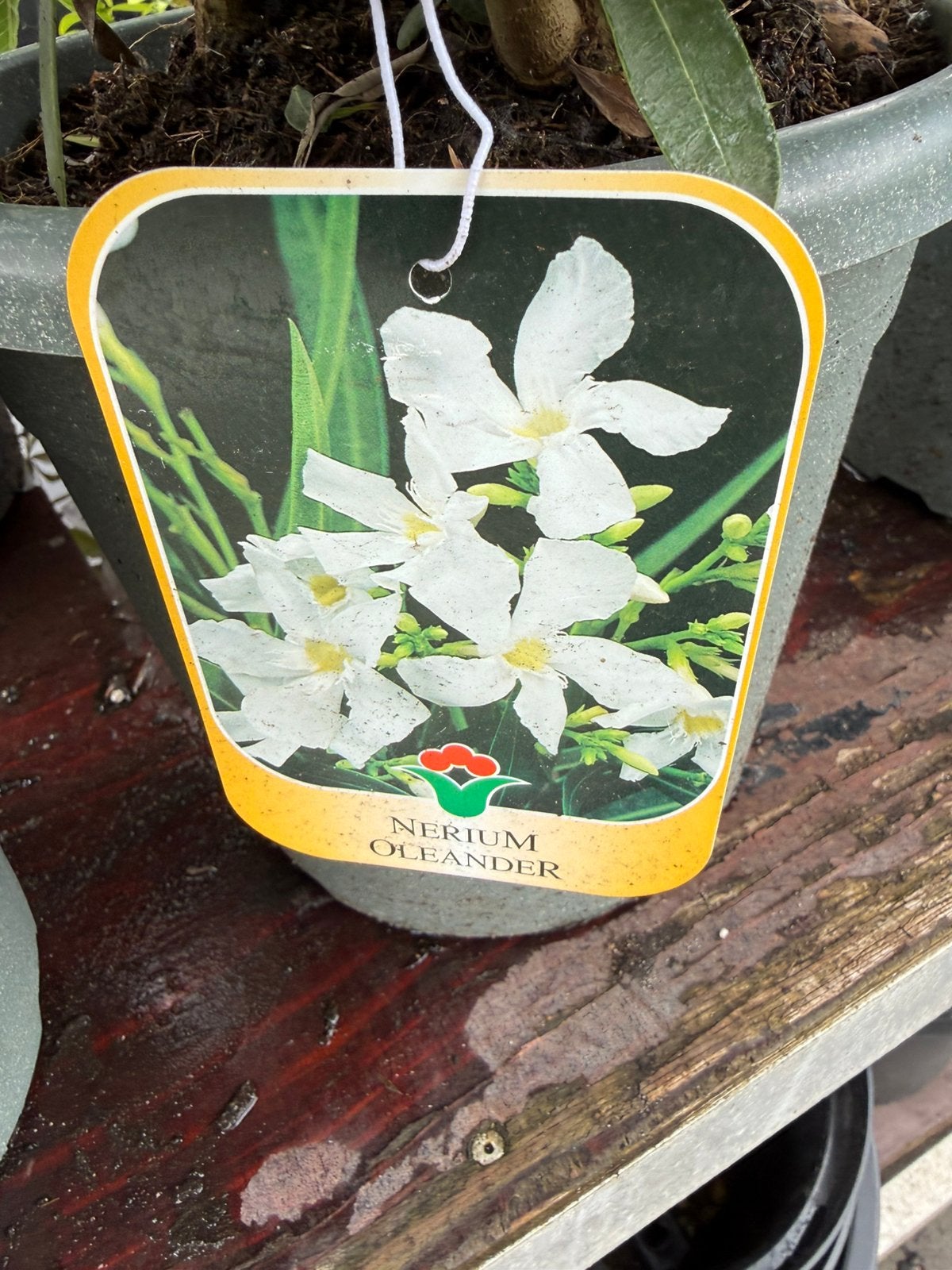 Oleanders grote planten nergens goedkoper za 13/6 9,95, Volle zon, Vaste plant, Zomer, Ophalen