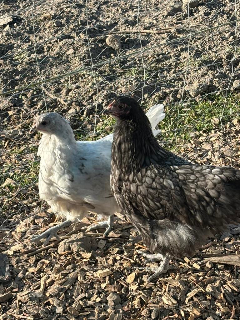 Orpingtons te koop, Dieren en Toebehoren, Pluimvee, Meerdere dieren, Kip