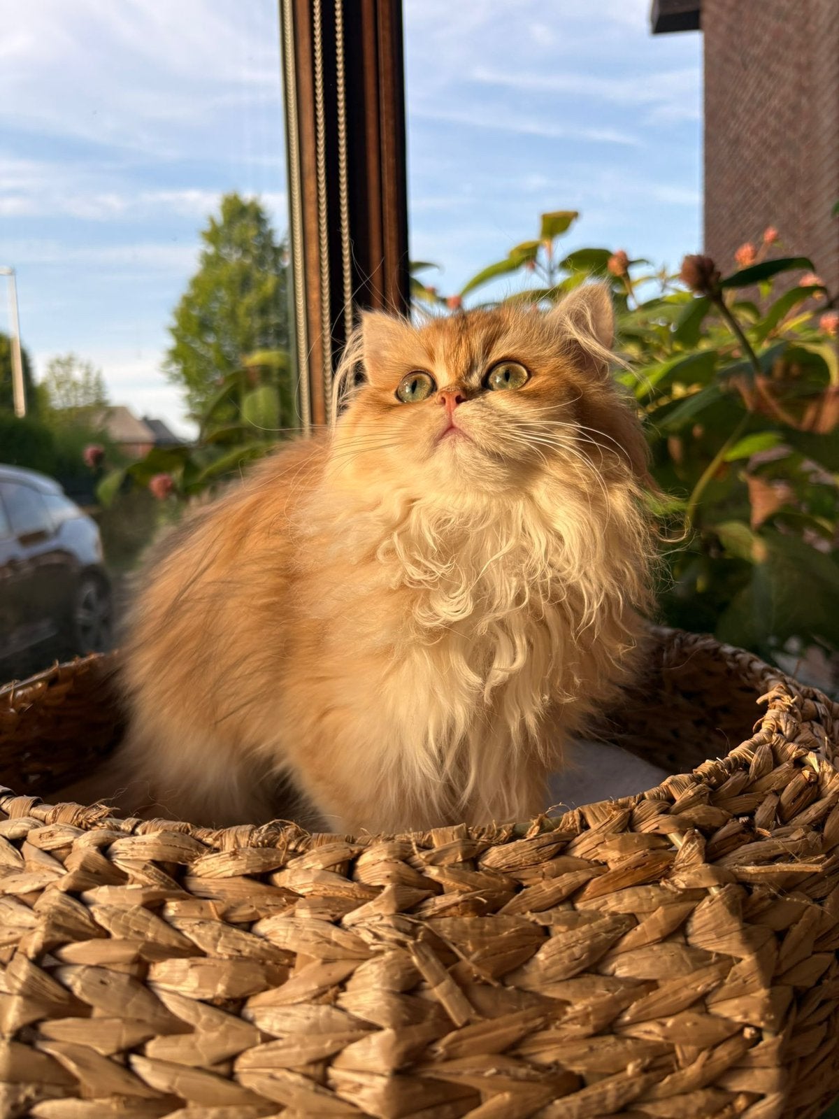 Britse langhaar Kittens golden, Dieren en Toebehoren, Meerdere dieren