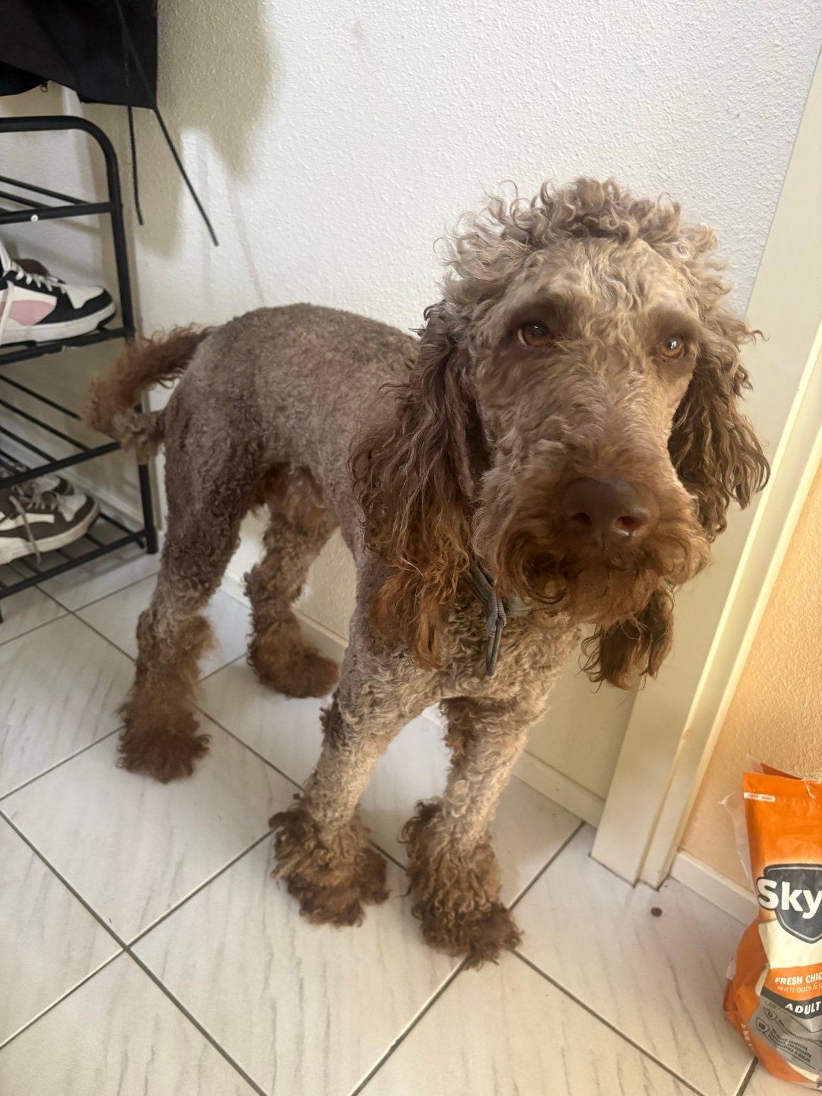 Koningspoedel reu, Reu, 1 tot 2 jaar, Eén hond, Nederland