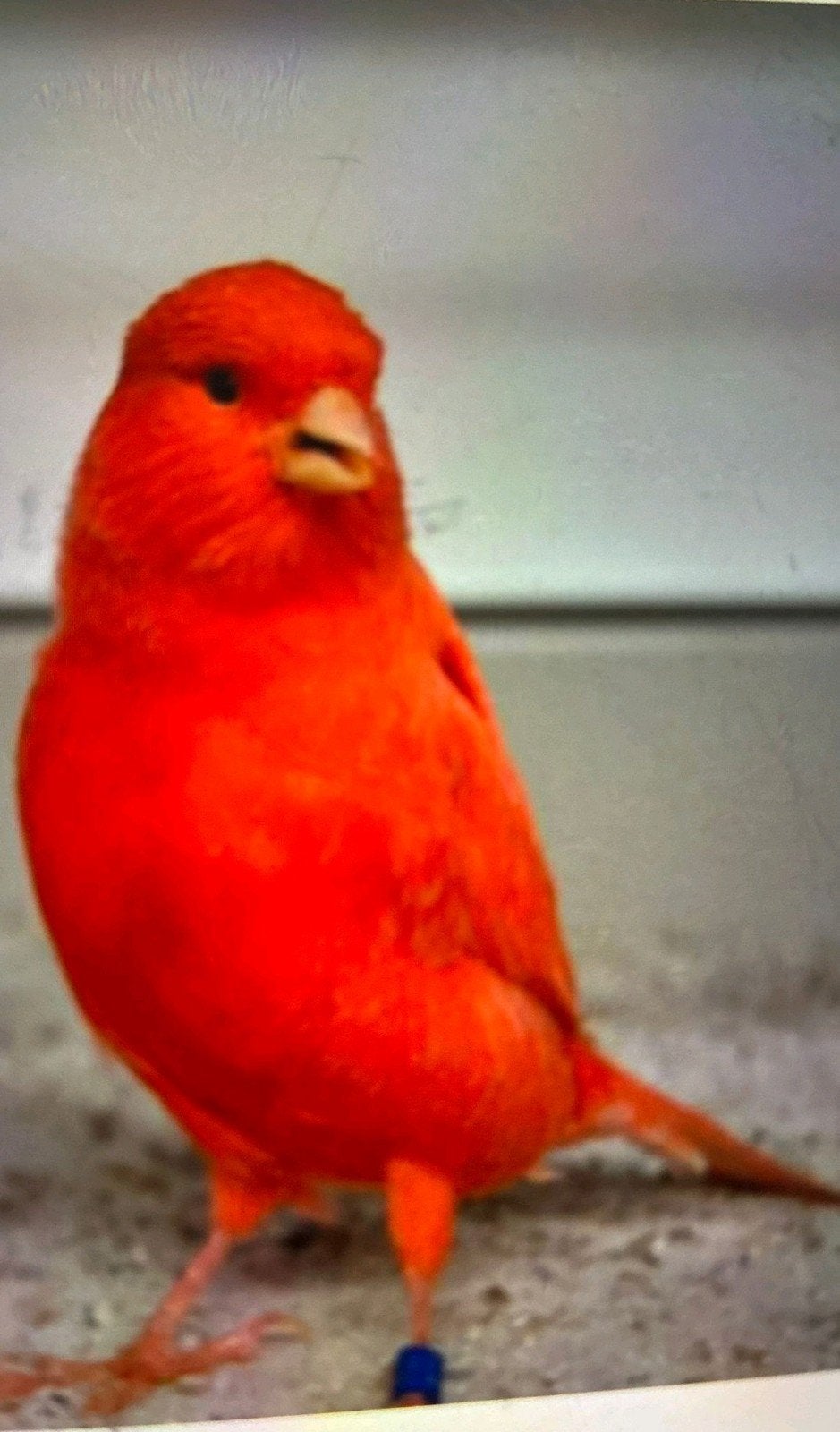 top zangers mannen en popjes, Meerdere dieren