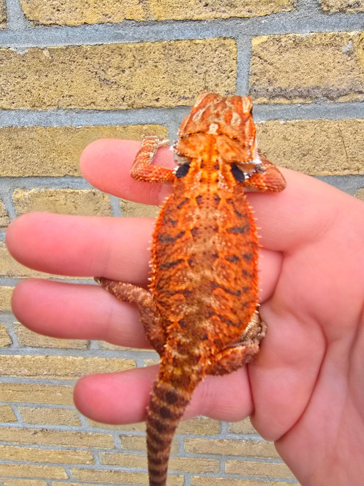 Prachtige 100% Red Monster baardagamen (Pogona vitticeps) be, Dieren en Toebehoren, 0 tot 2 jaar