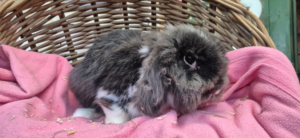 Gesteriliseerde dame PLUIS uit de opvang zoekt even tehuis!, Dieren en Toebehoren, Konijnen, Vrouwelijk, Dwerg