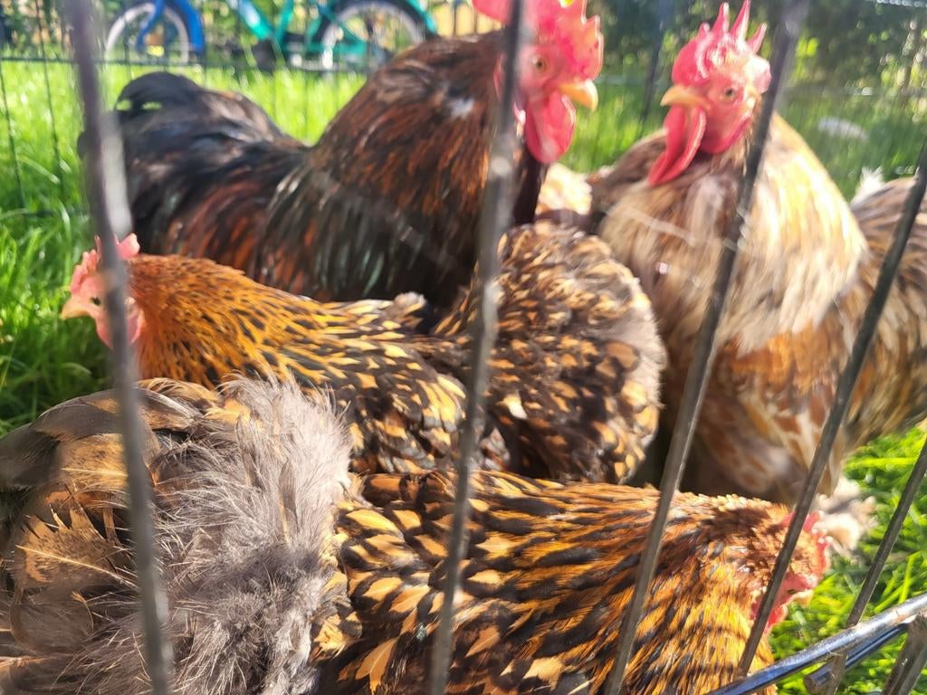 Cochin kriel, Dieren en Toebehoren, Pluimvee, Meerdere dieren, Kip