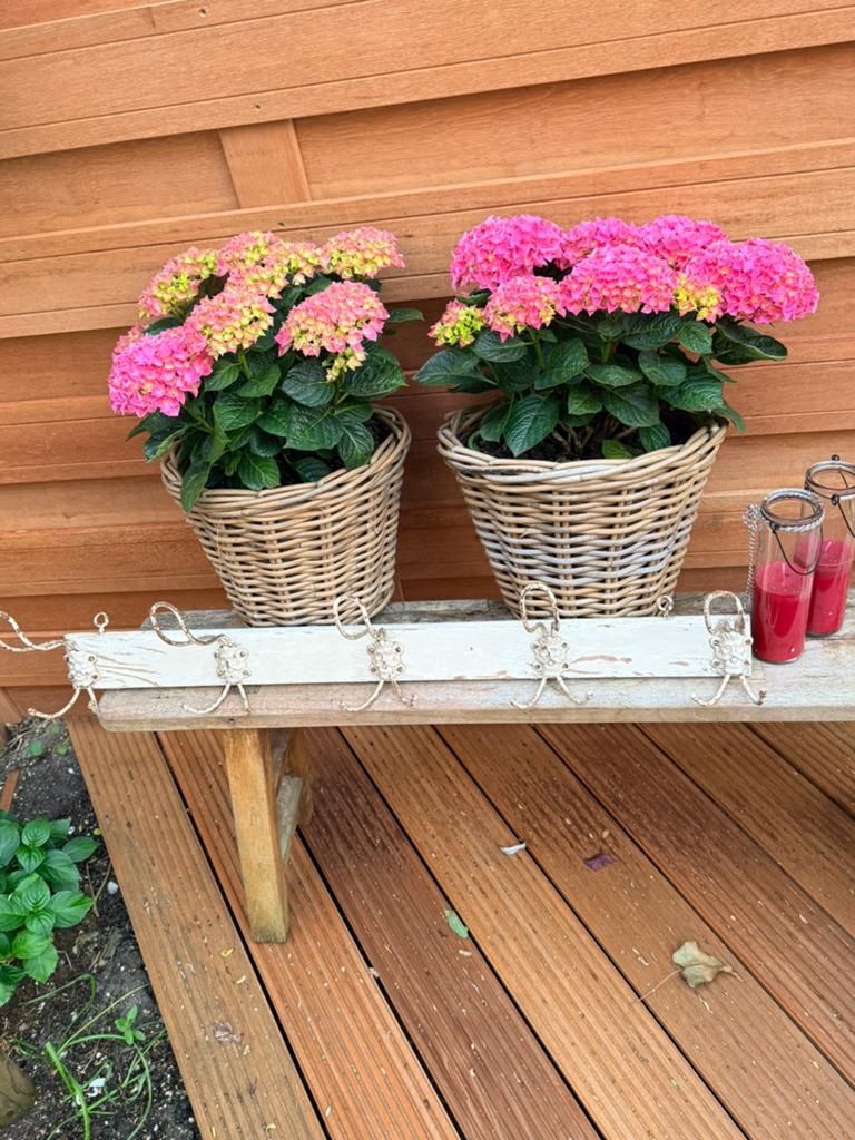 Antieke franse kapstok met vijf haken 85 cm, Huis en Inrichting, Woonaccessoires | Kapstokken, Gebruikt, Minder dan 100 cm, Hout