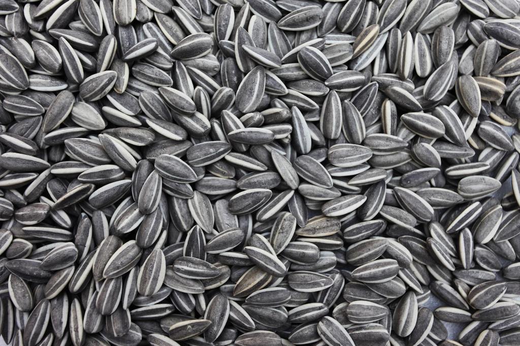 Gestreepte zonnebloempitten 20kg - Buitenvogelvoer, Ophalen, Vogel
