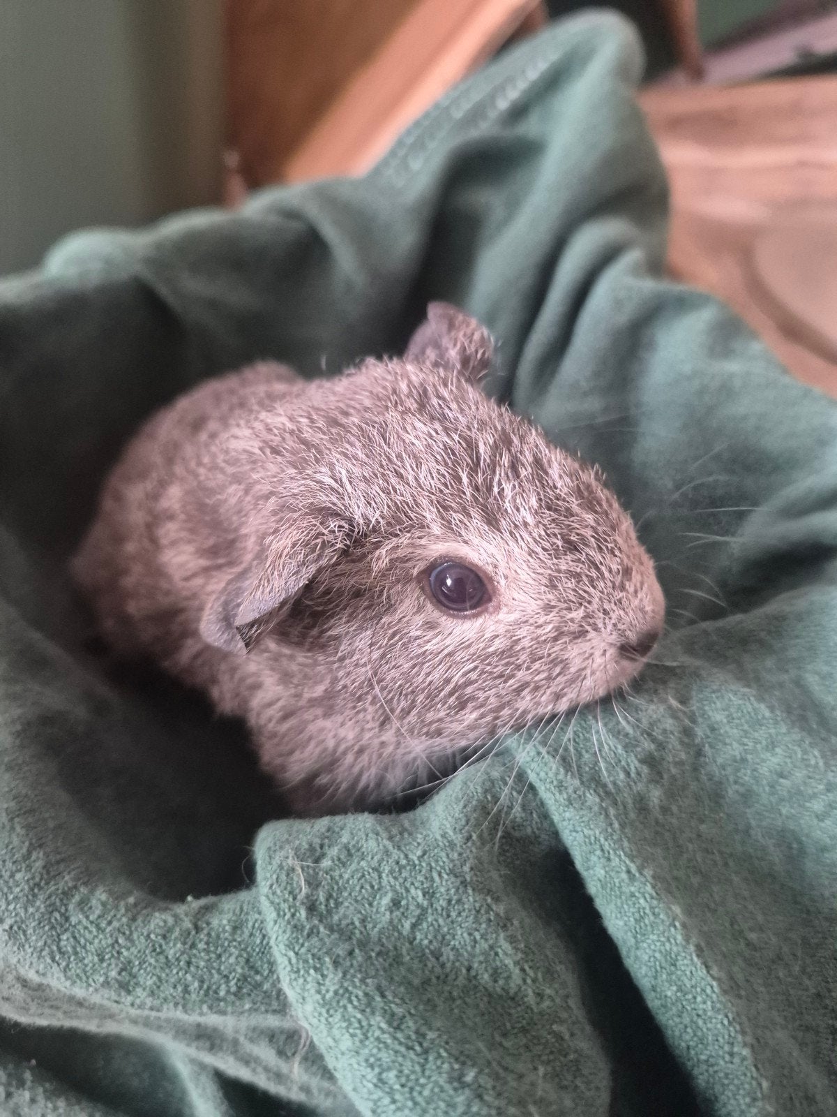 Skinny drager beertje, Cavia, Mannelijk, Mei, Tam