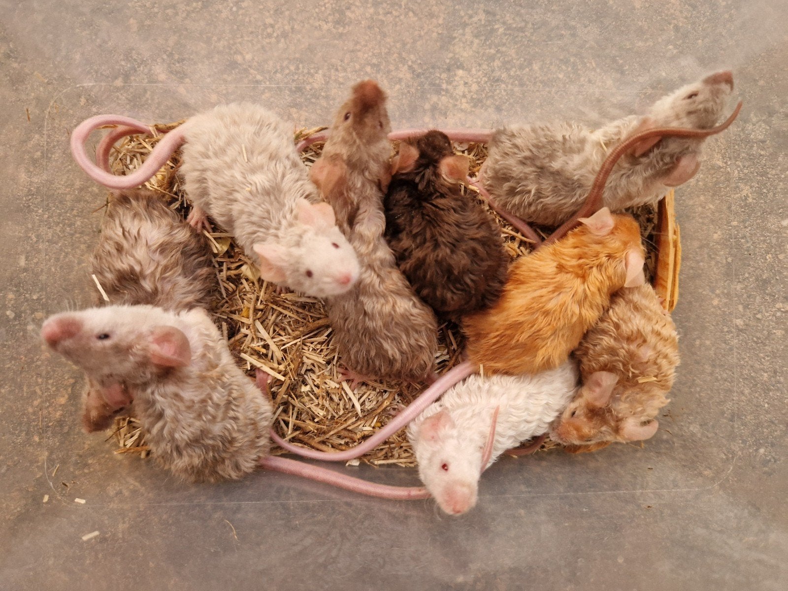 Texelse muizen krul haar satijn bont man kleurmuis, Dieren en Toebehoren, Juni, Muis, Mannelijk, Tam