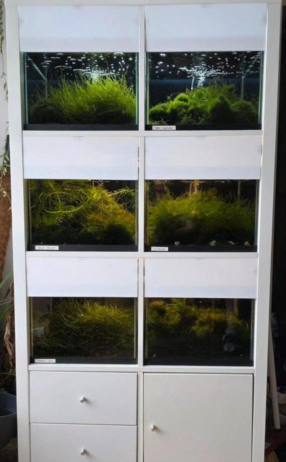 garnalenflat - aquarium kweekstelling, Ophalen, Inclusief deksel, Zo goed als nieuw, Leeg aquarium