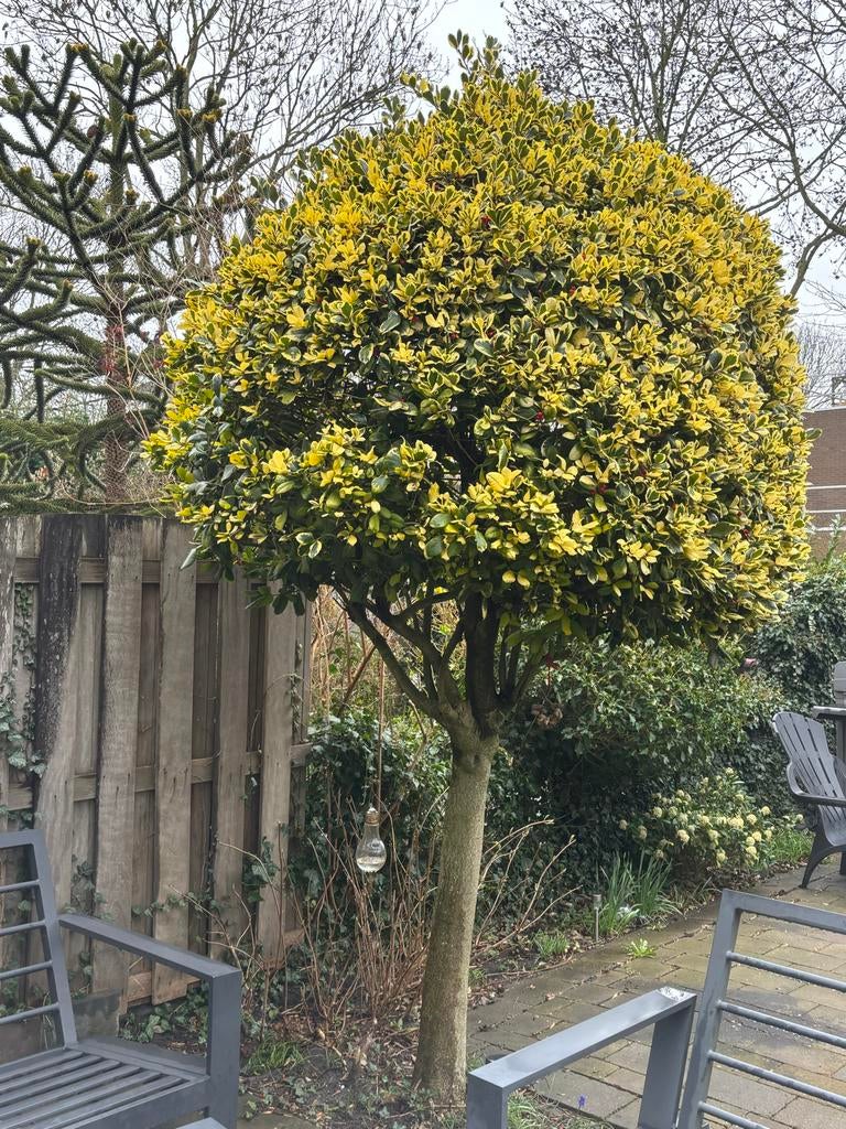 Volle bonte hulst boom - ca. 3 meter hoog, Volle zon, Vaste plant, Bloeit niet, Ophalen