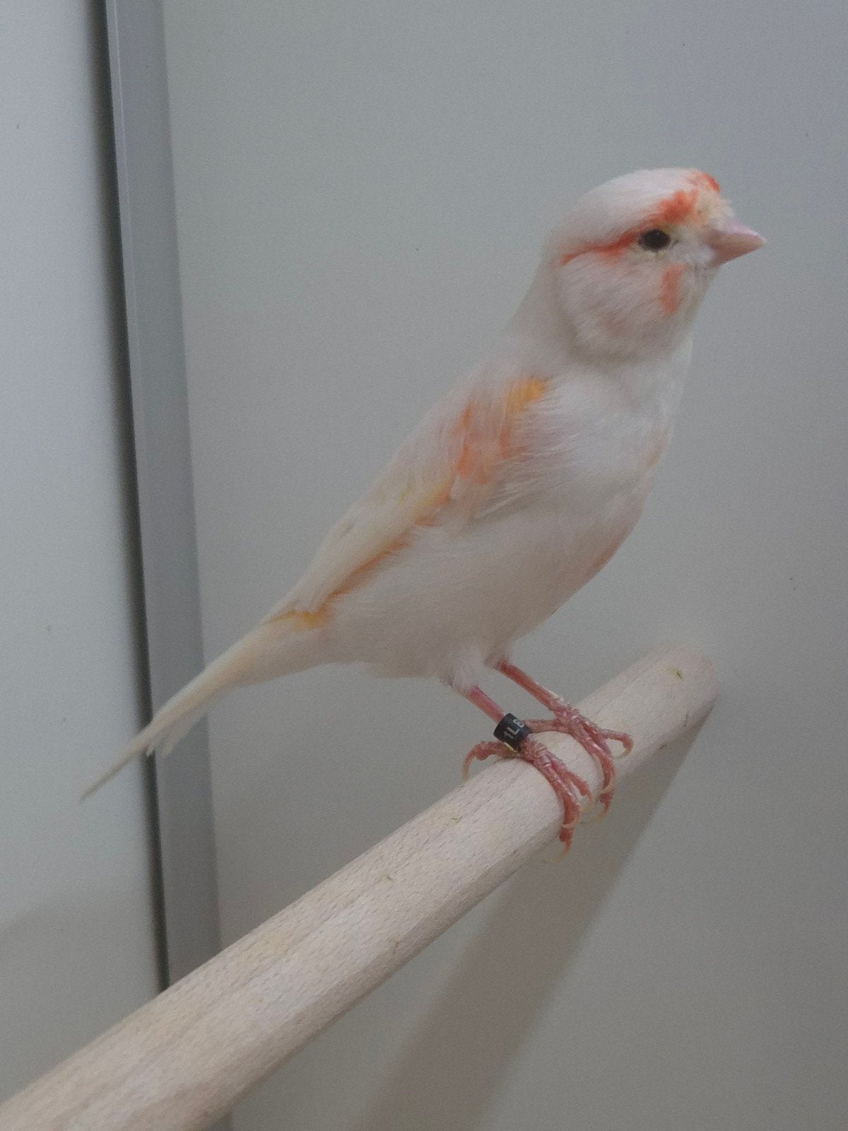 Kanaries Rood mozaiek, Dieren en Toebehoren, Meerdere dieren, Kleurkanarie