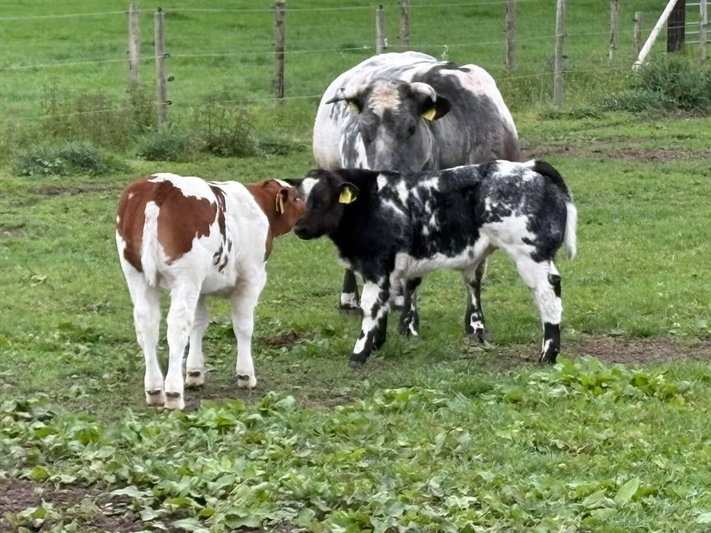 2 dikbil spannen te koop!!!, Dieren en Toebehoren, Runderen, Vrouwelijk, 0 tot 2 jaar