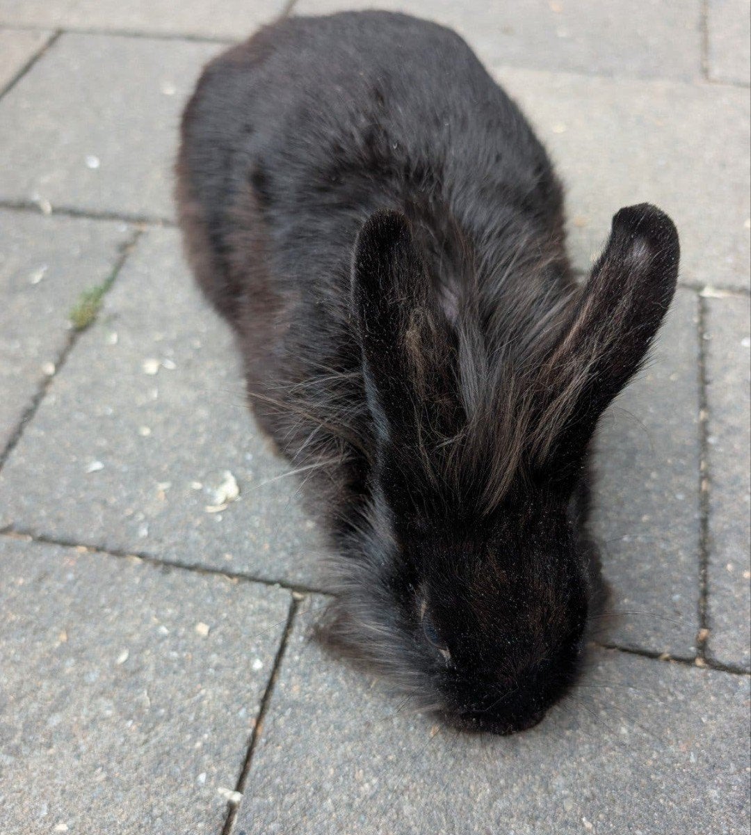 lief mannetjes konijn, Dieren en Toebehoren, Mannelijk