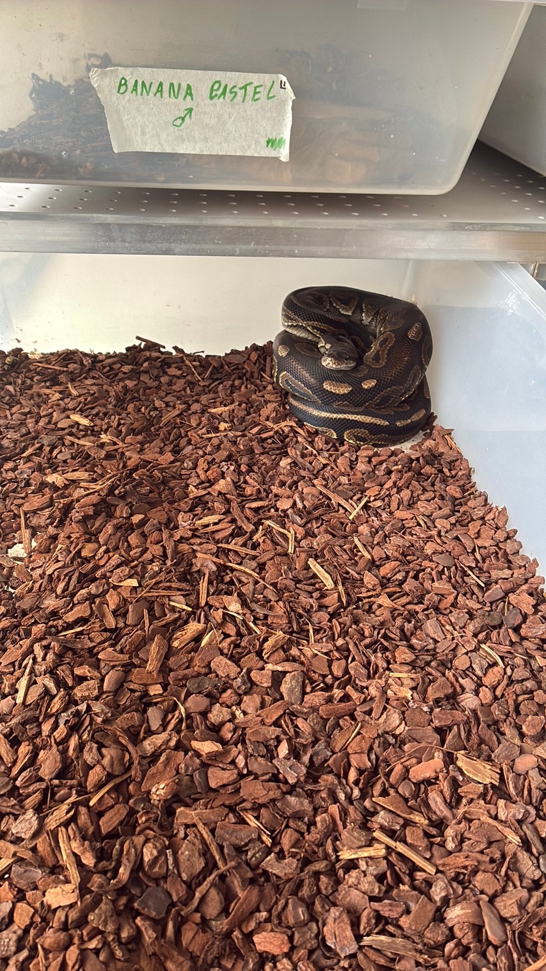 Ball python regius Ball Python photo 3