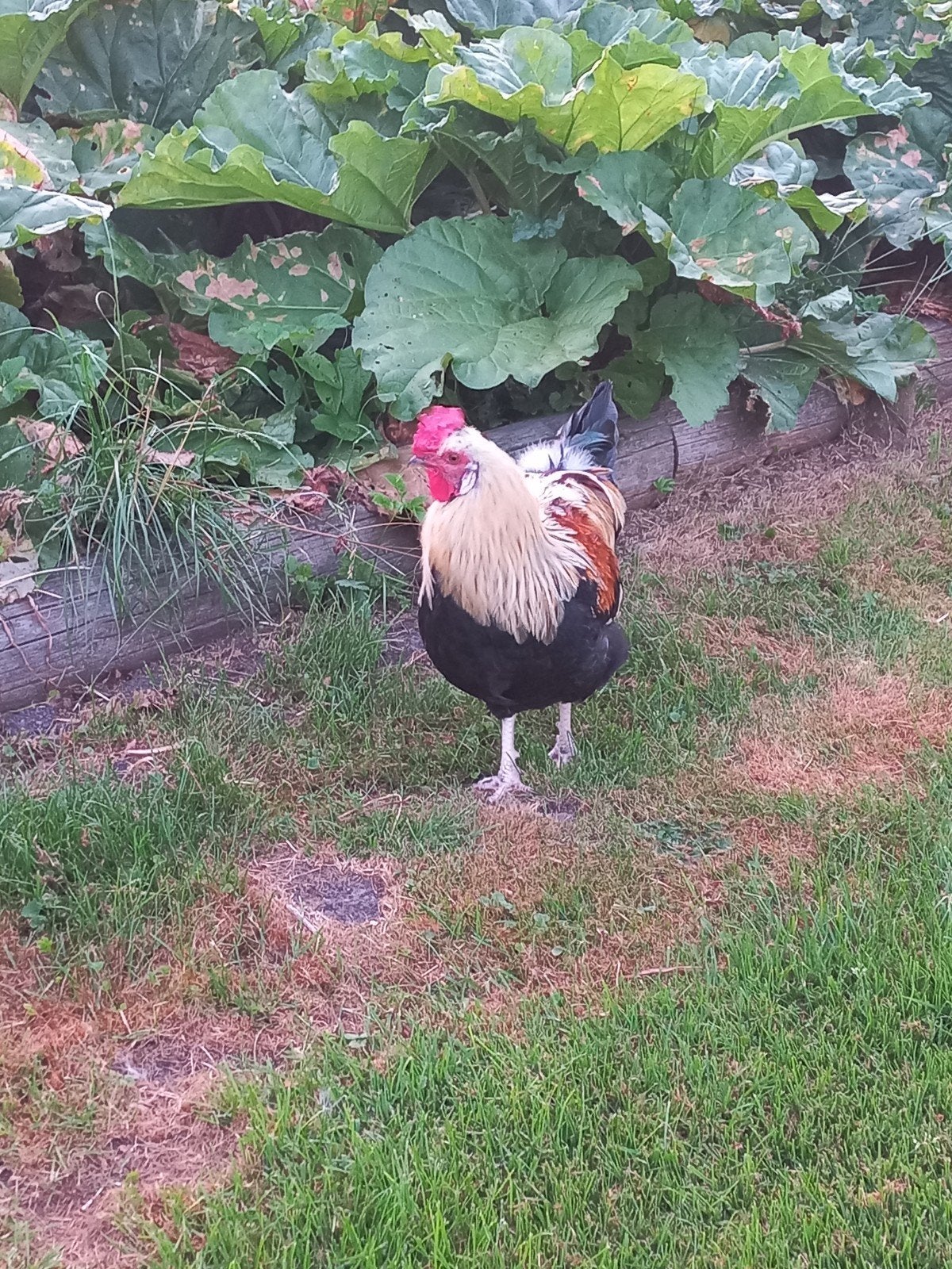 Groenlegger haan en hennen koperhals marans kruising, Meerdere dieren, Kip