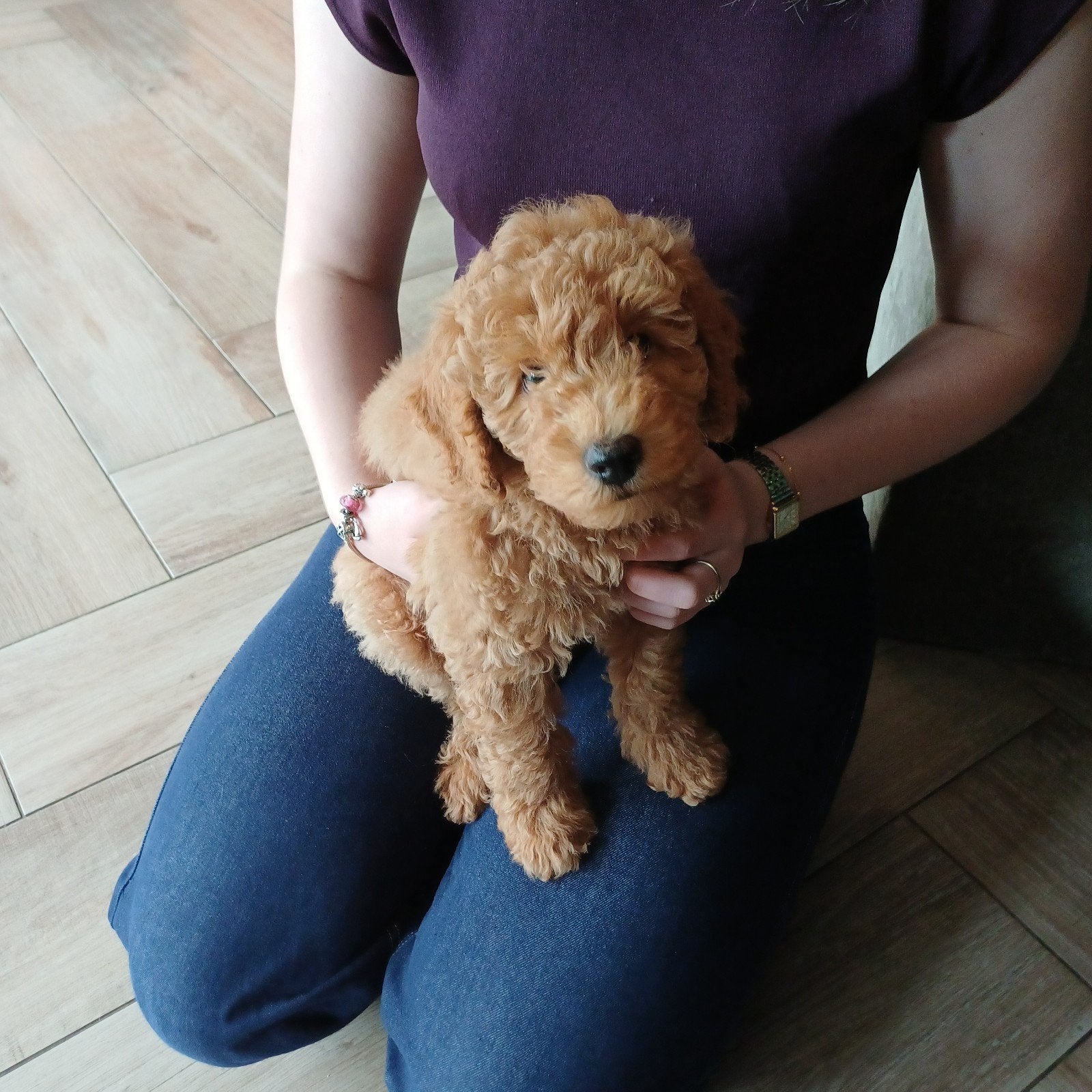Labradoodle reu van 9 weken zoekt een liefdevol thuis, Parvo, 8 tot 15 weken, Eén hond, Nederland