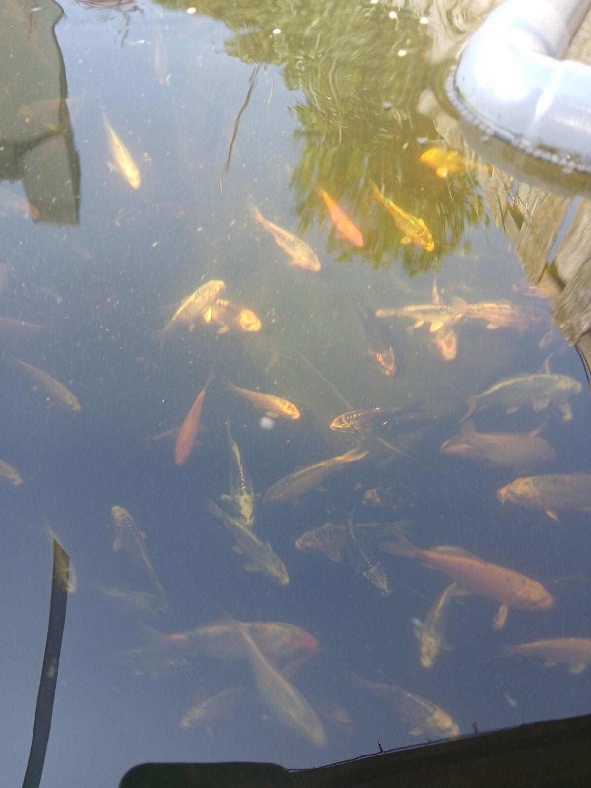 koi karper, Dieren en Toebehoren, Vissen | Vijvervissen, Karper of Koi