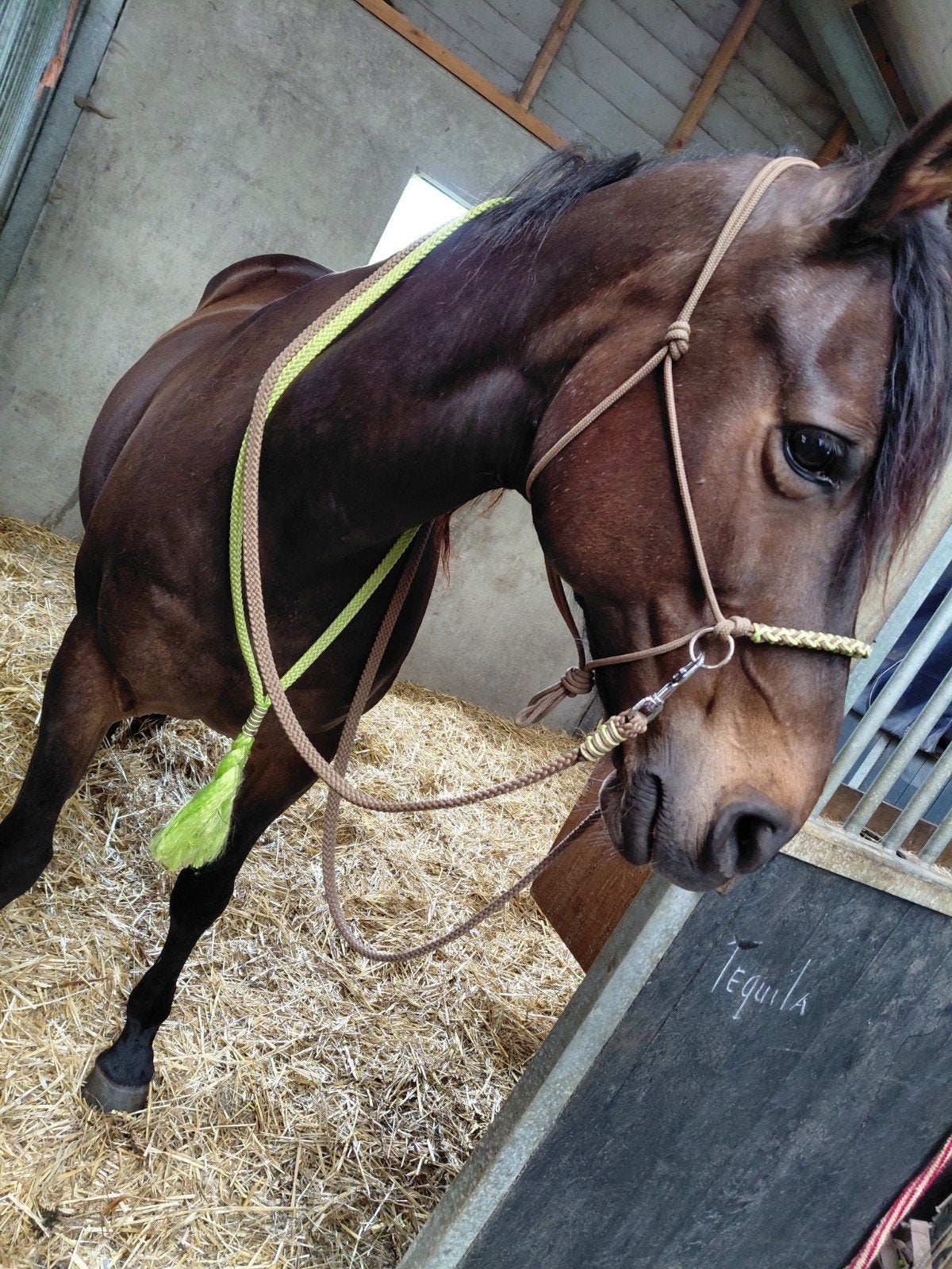 Touwhalster set met neckrope en teugels, Dieren en Toebehoren, Ophalen of Verzenden