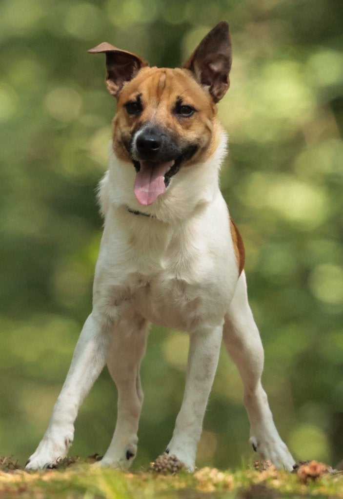 Lieve Jack russel zoekt een warm nieuw huis, Dieren en Toebehoren, Honden | Jack Russells en Terriërs, Jack Russell Terriër, Reu