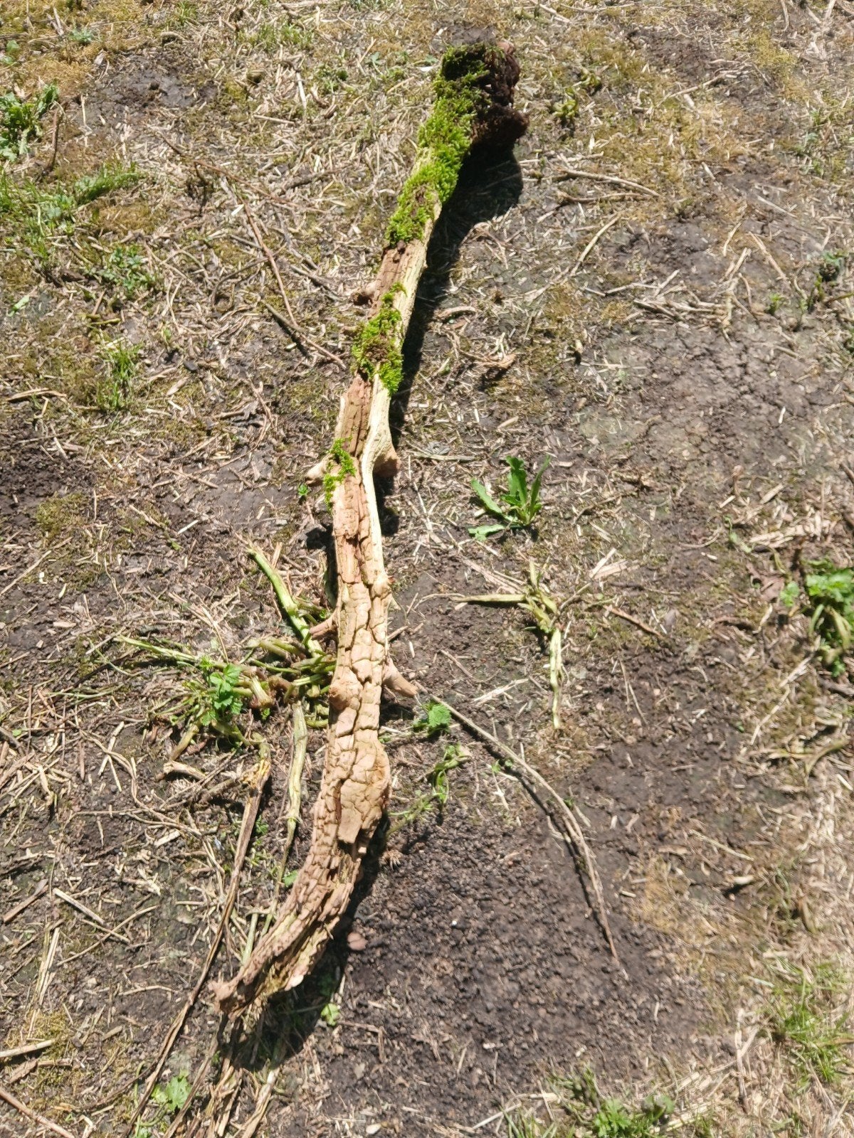Stukken decoratief appelbomen hout, Minder dan 3 m³, Ophalen, Overige houtsoorten, Blokken