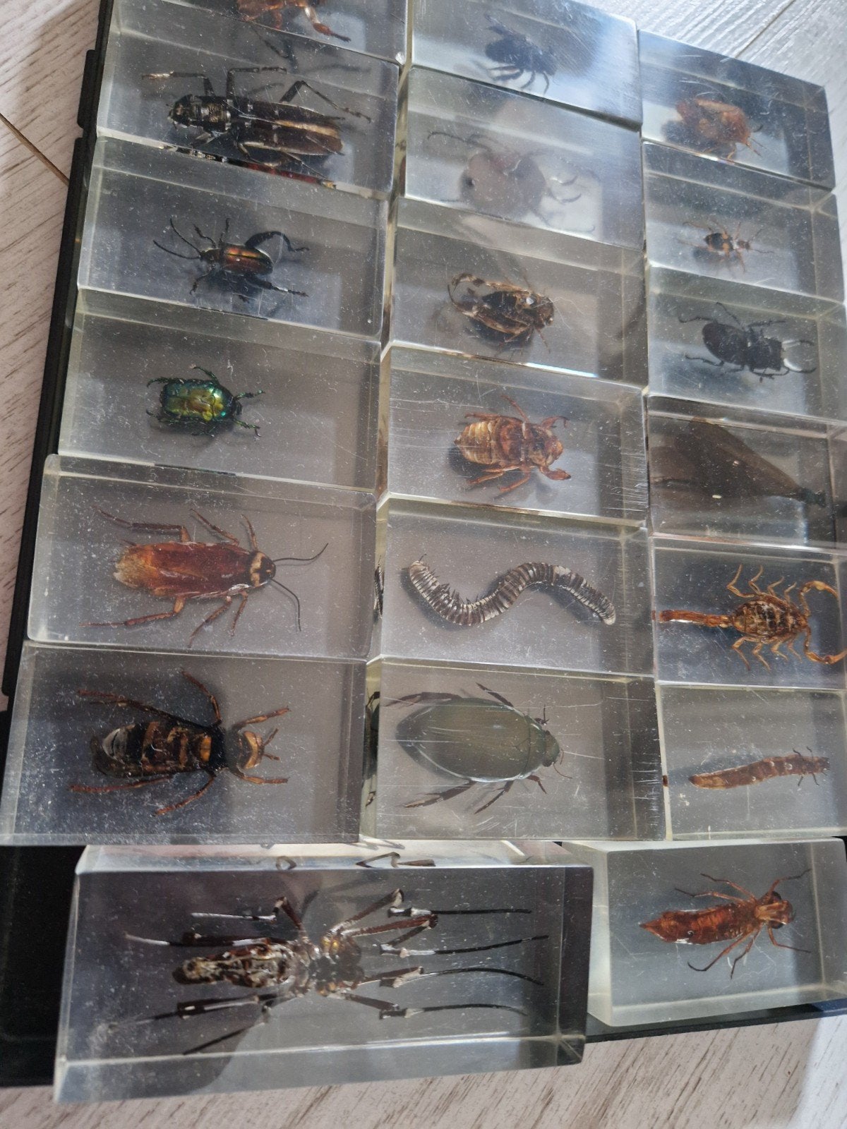 Insecten in epoxie, Verzenden, Nieuw, Overige typen