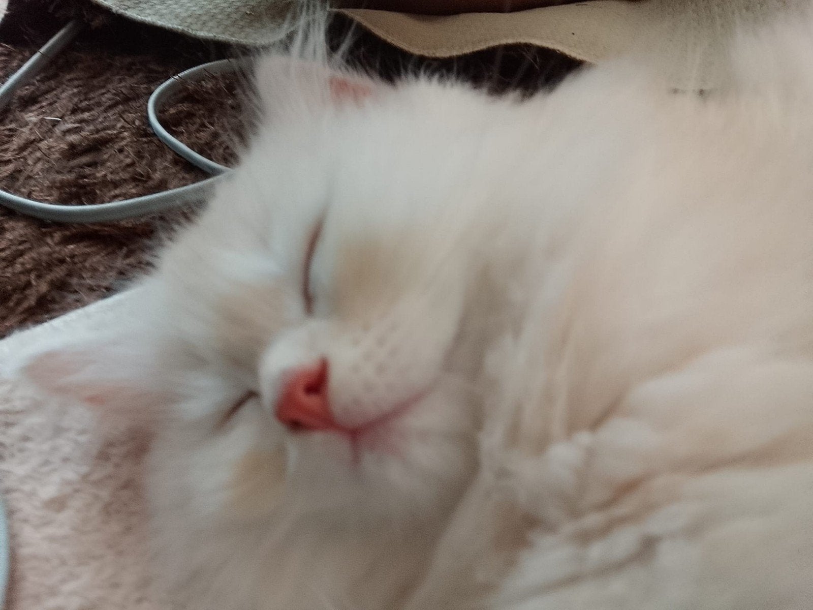 Drie mand aud heel mooi kittens