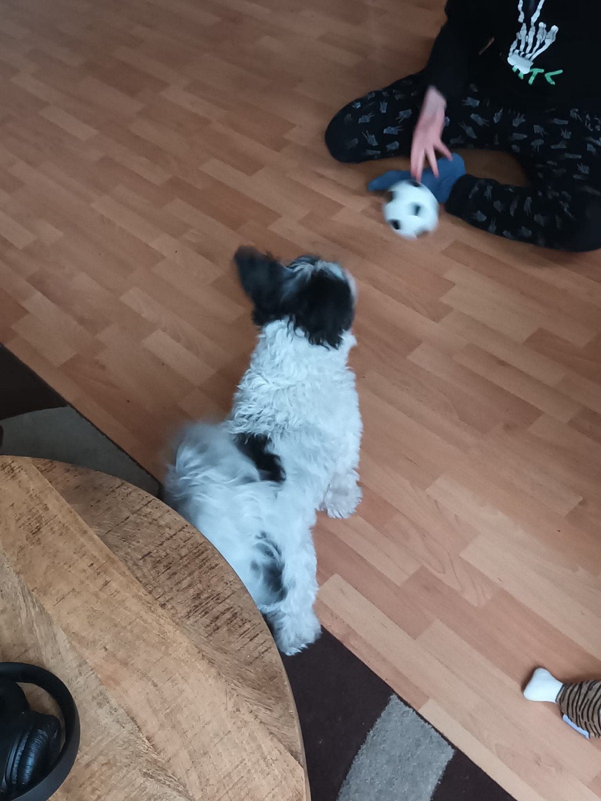 Hondje gezocht, Dieren en Toebehoren, Honden | Niet-rashonden, Klein, Teef, Particulier, Eén hond, Nederland, 6 jaar of ouder