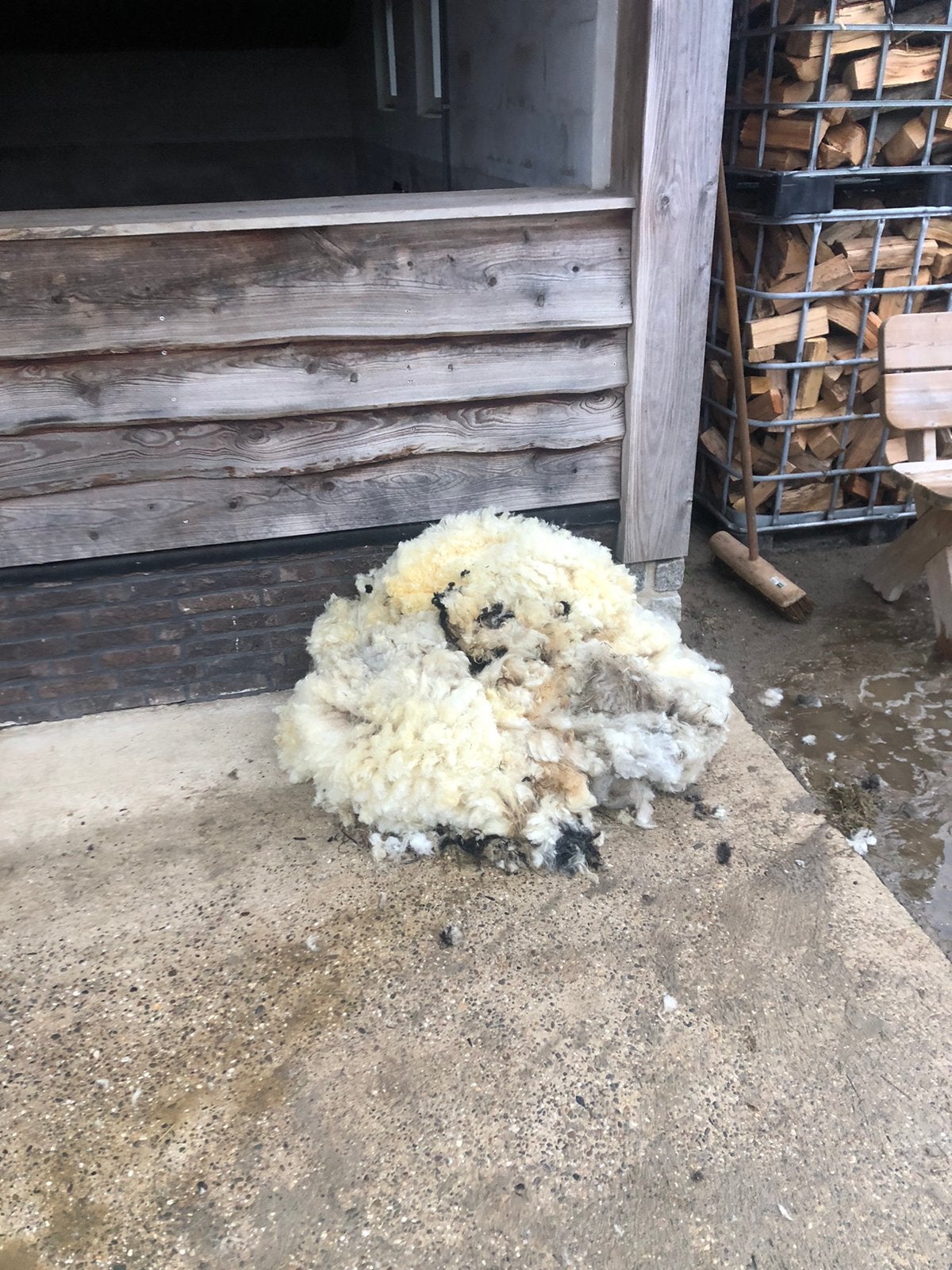 Walliser schwarznase, Vrouwelijk, Schaap, 0 tot 2 jaar