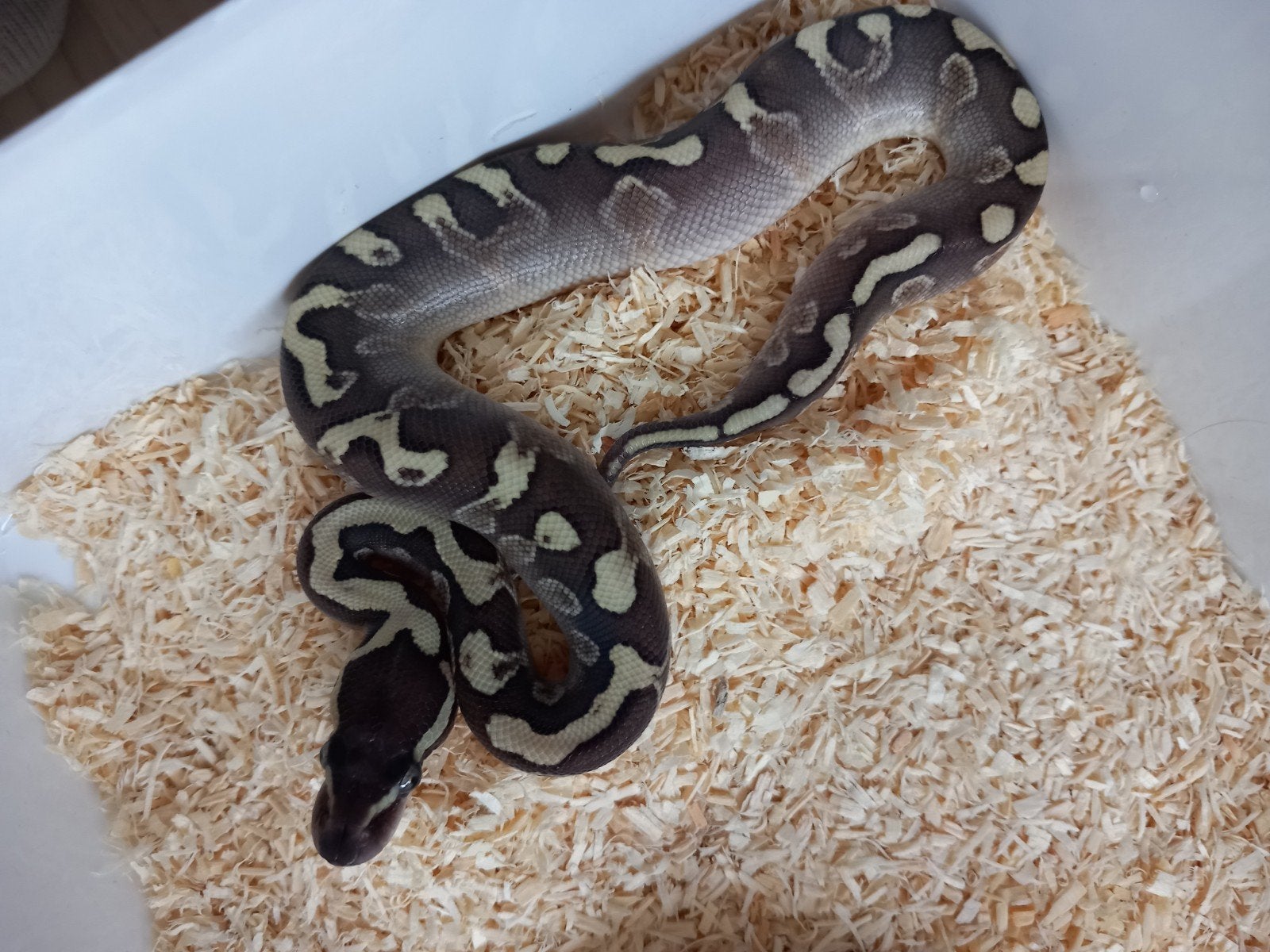 Python regius 1.0 GHI butter 66% het hypo nk26 Ball Python photo 2