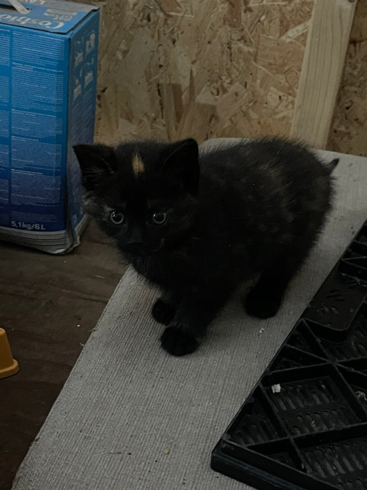 Kitten te koop 10 weken, Poes, Ontwormd