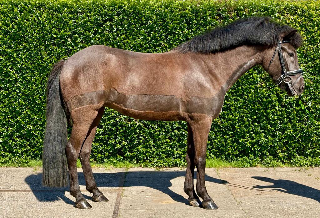 5 jr ijslander merrie, Merrie, 3 tot 6 jaar, Recreatiepony, D pony (1.37m tot 1.48m)
