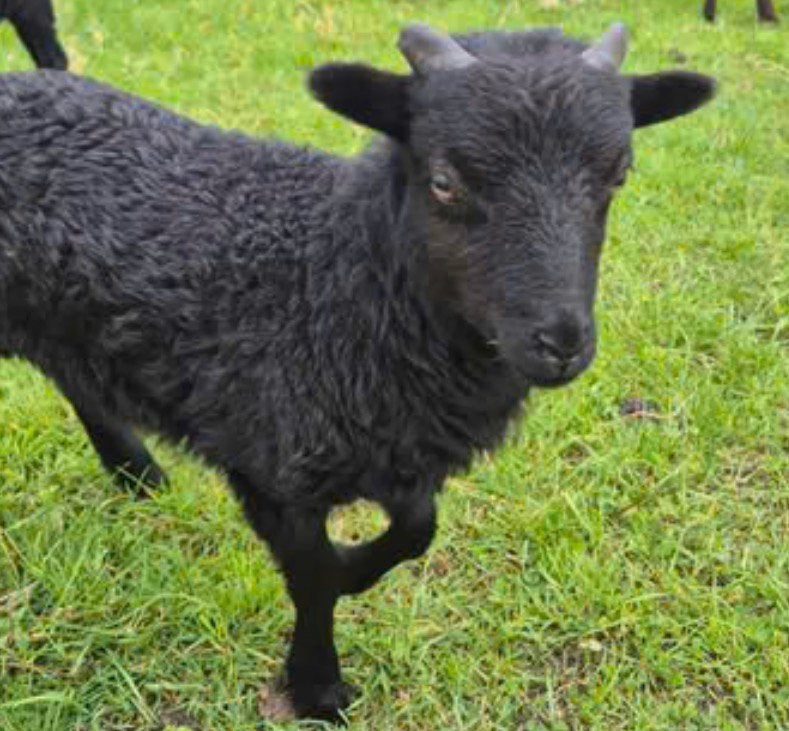Ouessant ram lammetje evt met ooitje, Mannelijk, Schaap