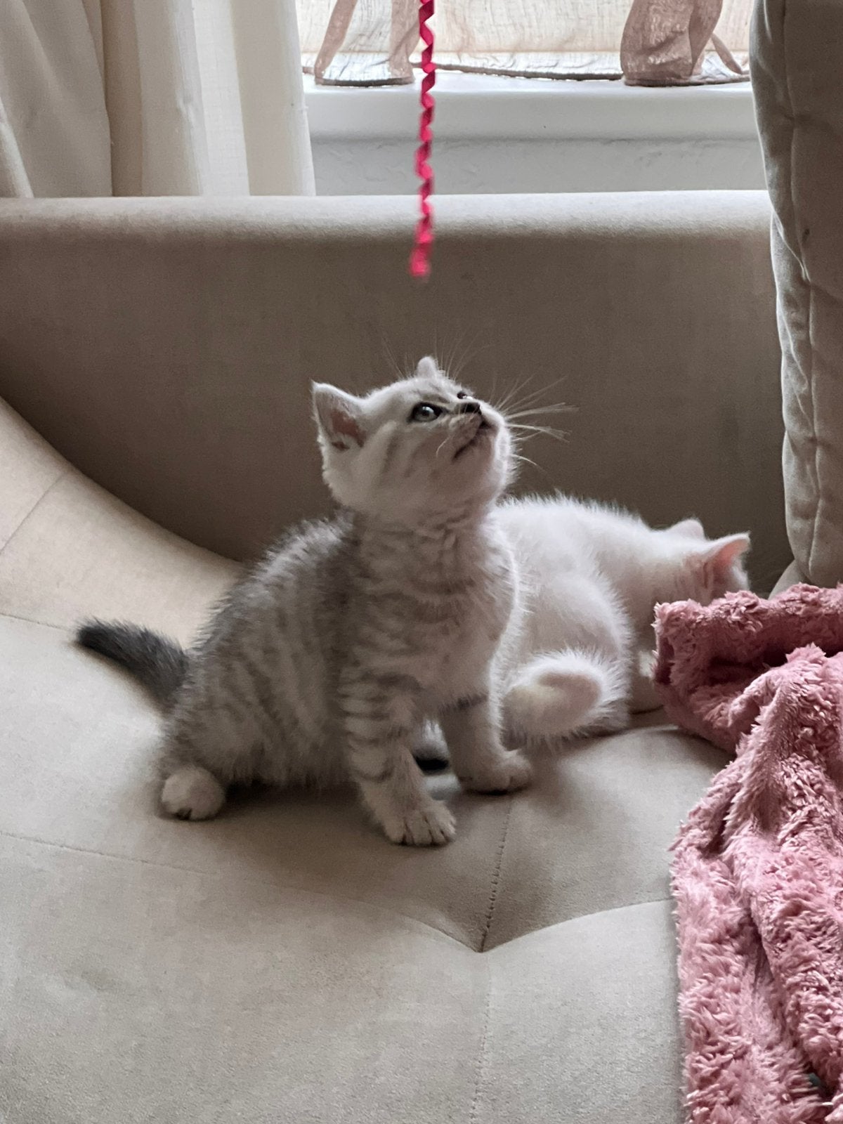 British korthaar kitten, Dieren en Toebehoren, Katten en Kittens | Raskatten | Langhaar, Meerdere dieren