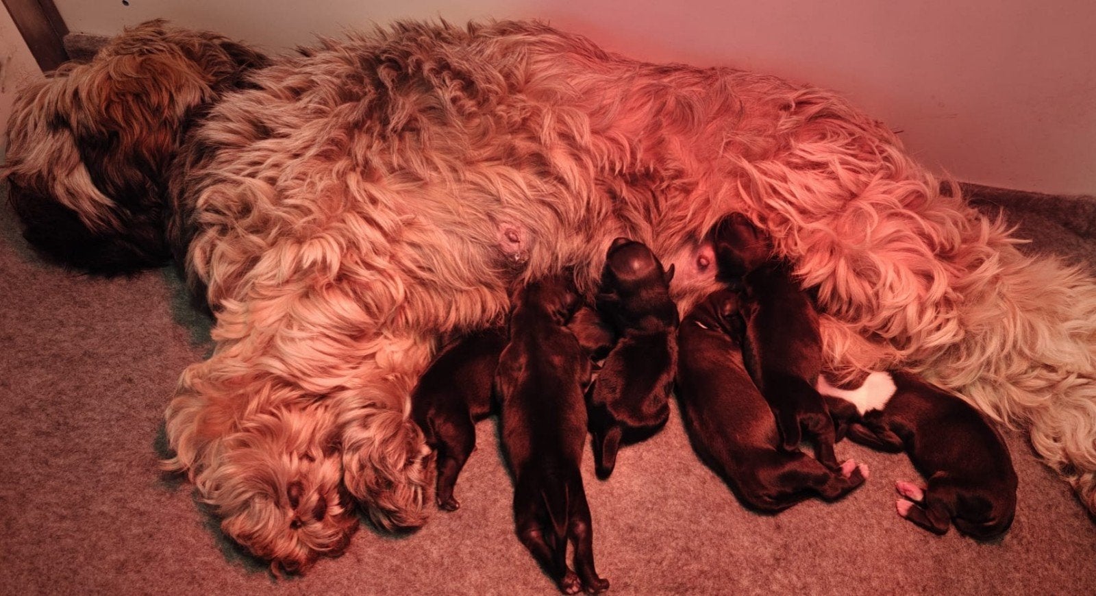 Raszuivere Tibetaanse Terriër pups, Dieren en Toebehoren, Overige rassen, 8 tot 15 weken, Meerdere, Meerdere dieren