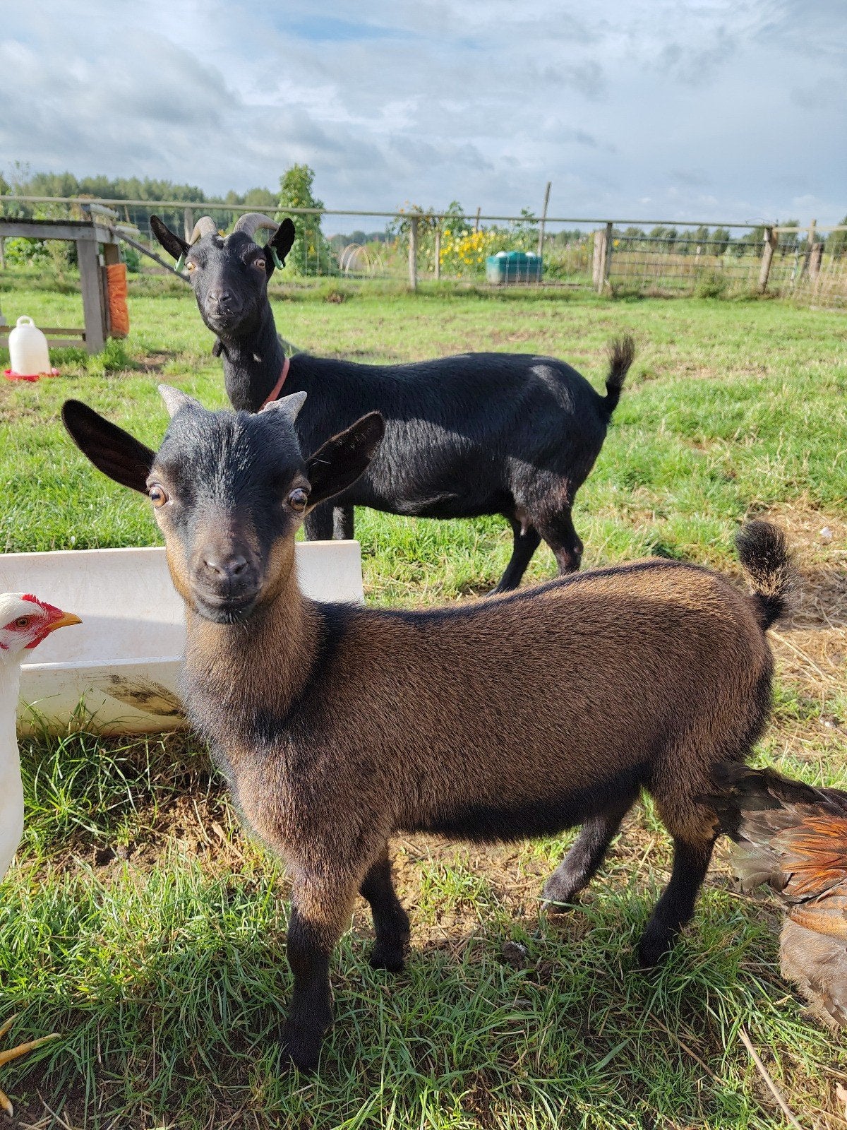 bokje, van dwerggeit. lief dier., Dieren en Toebehoren, Mannelijk, Geit