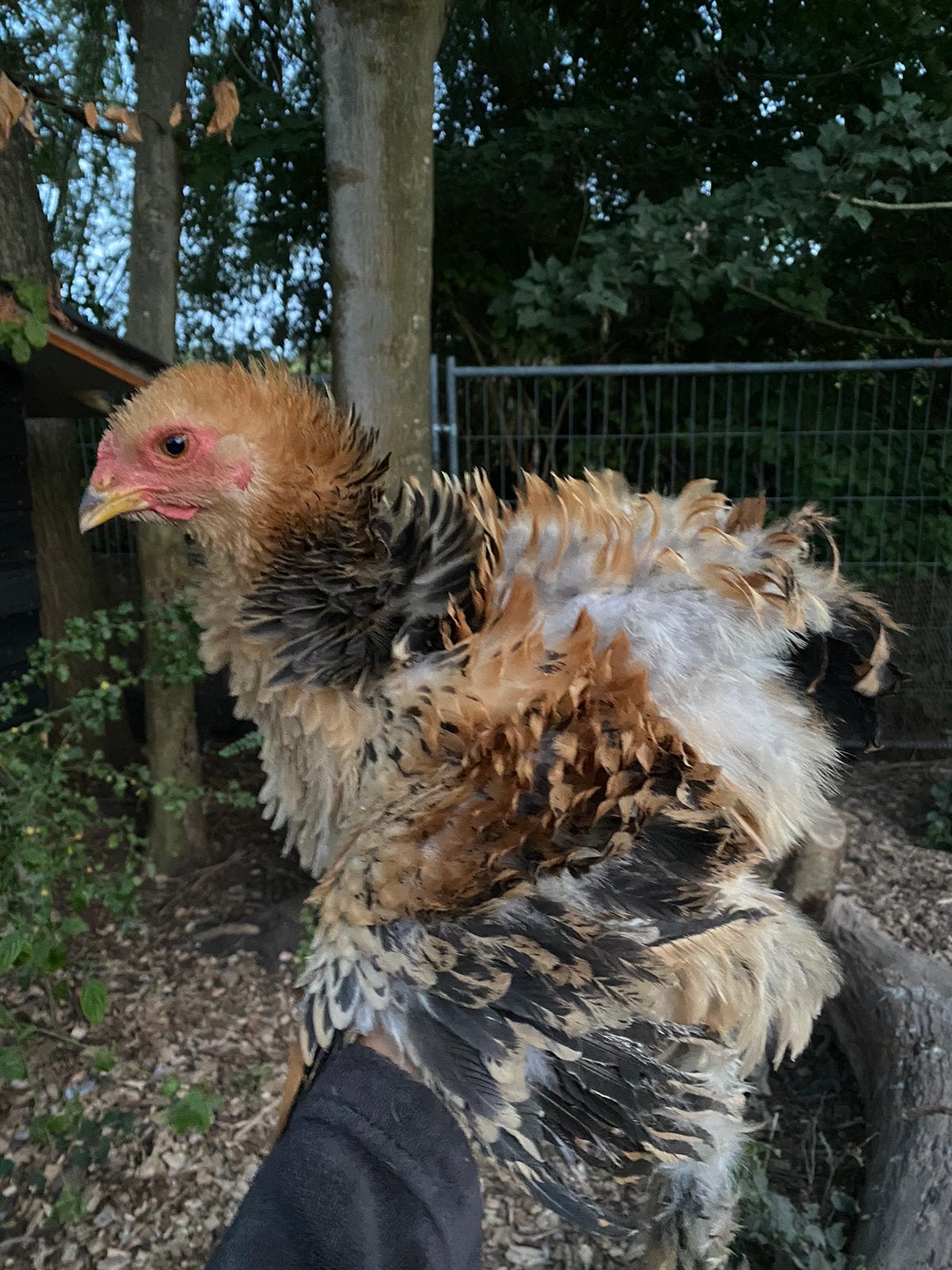 Knappe krul brahma haan groot, Dieren en Toebehoren, Mannelijk, Kip