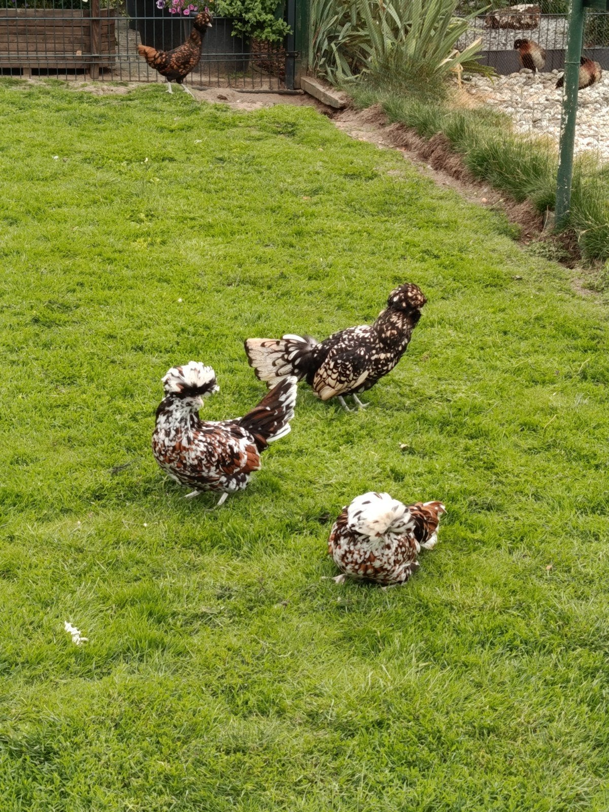 Paduaner kippen te koop, Dieren en Toebehoren, Vogels | Duiven, Vrouwelijk