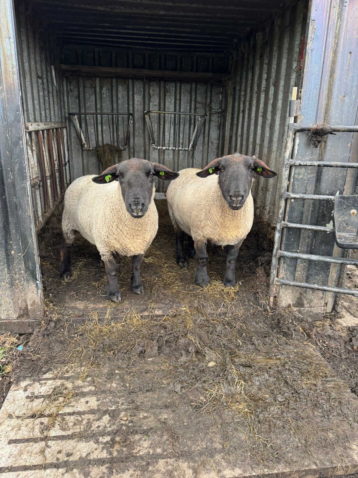 Gezocht: 2 suffolk ooien, Dieren en Toebehoren, Schapen, Geiten en Varkens, Vrouwelijk, Schaap