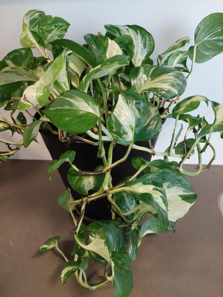 Scindapsus happy leaf, luchtzuiveraar, Ophalen, In pot, Halfschaduw, Minder dan 100 cm