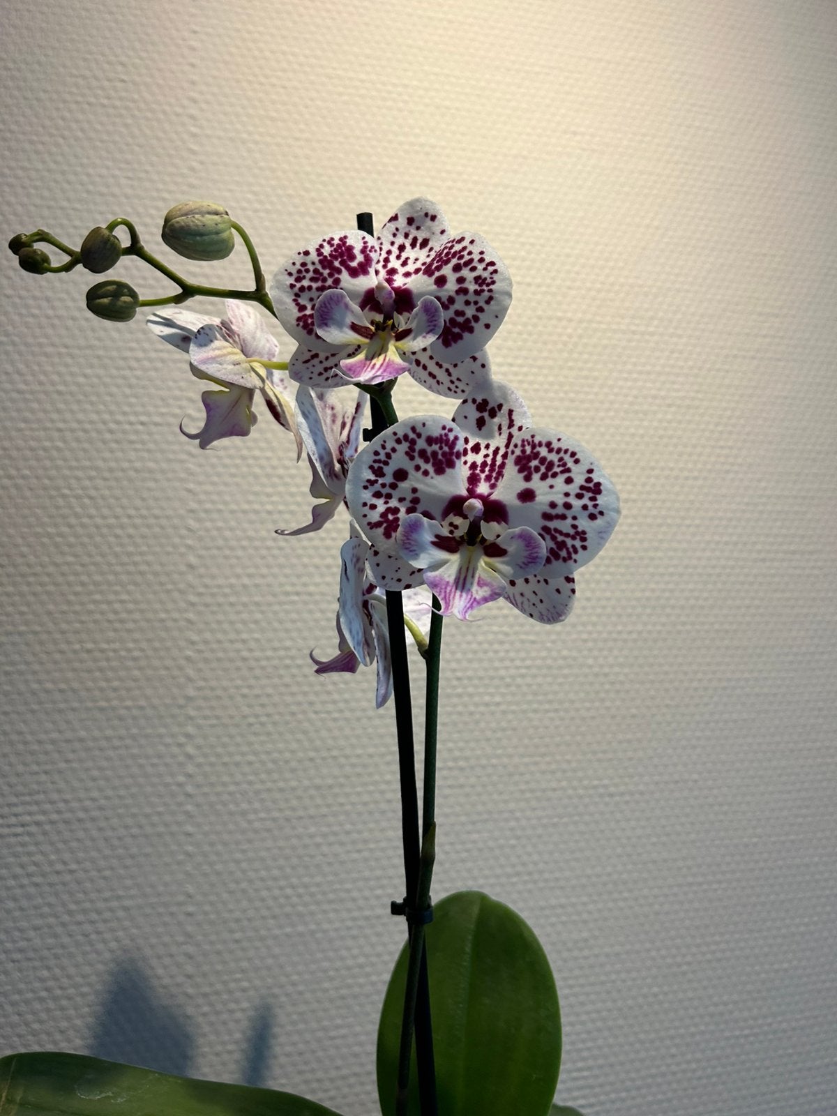 Orchidee, In pot, Minder dan 100 cm, Bloeiende kamerplant, Halfschaduw